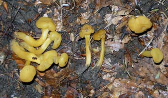 they can grow in cespitose clusters or as single fruiting bodies Leotia lubrica.